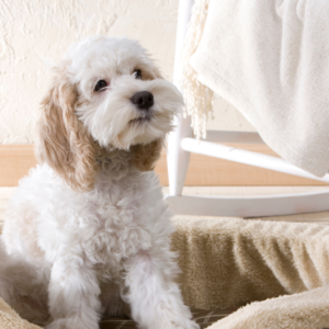 DOG MATRESS