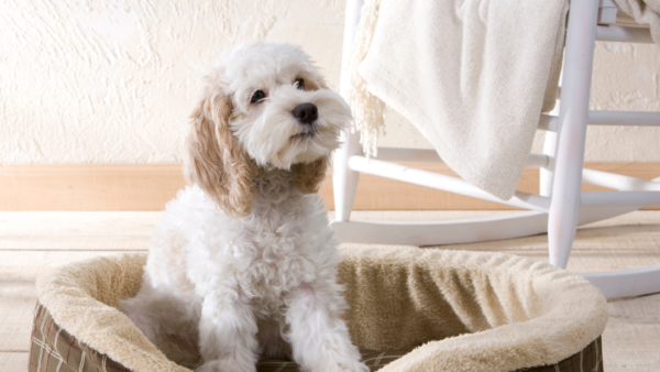 DOG MATRESS